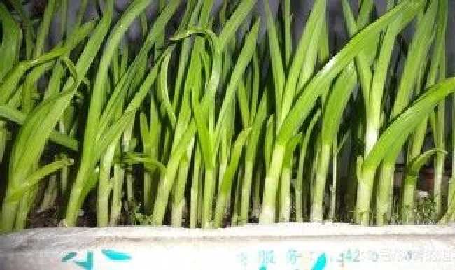 蒜苗烧肉步骤 蒜苗烧肉步骤视频