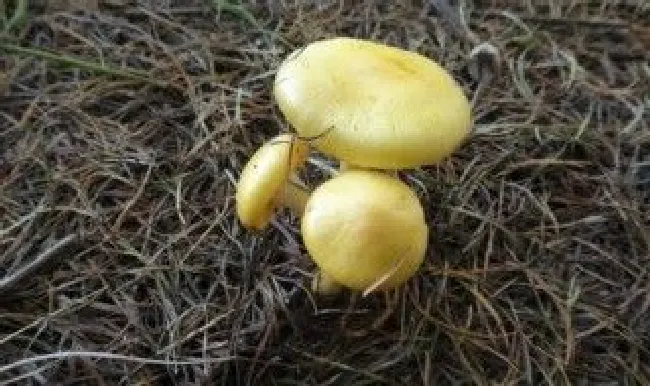 小黄蘑菇的食用方法 小黄蘑菇的食用方法和禁忌
