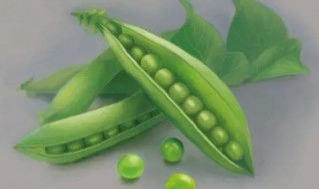 青豆虫怎么养殖繁育?（青豆虫的图片）
