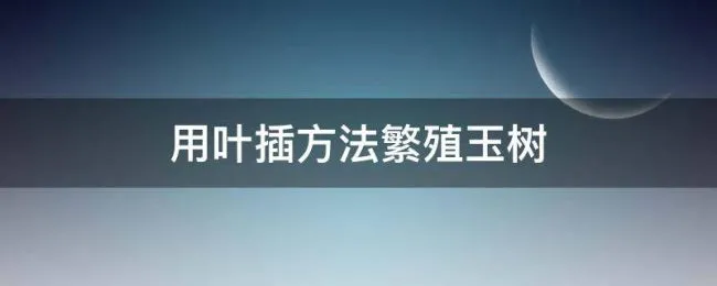 用叶插方法繁殖玉树（玉树叶子扦插方法）