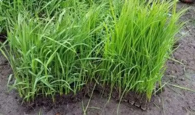 稻苗在苗床有草用什么除草剂（稻苗苗床除草用什么药）