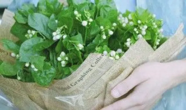 兔粪可以直接做花肥吗（兔粪可以种花吗）