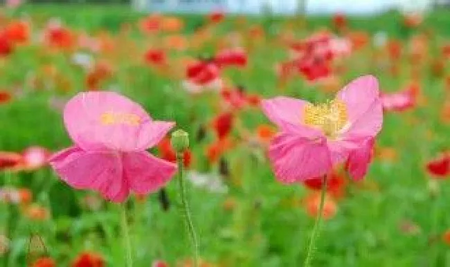 春花秋月是什么季节的词语（春花秋月何时了是什么季节）