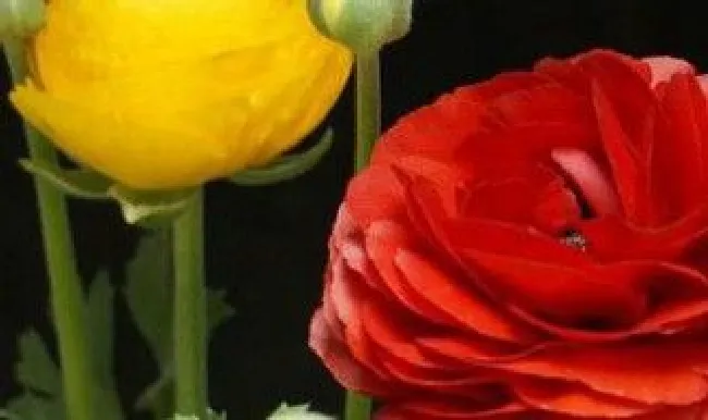 3月养什么花 3月份养什么花