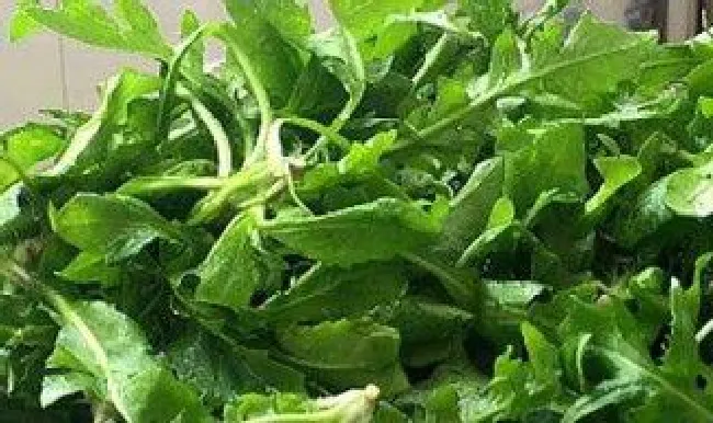 新鲜荠菜如何吃（新鲜的荠菜怎么才能存放更长久）