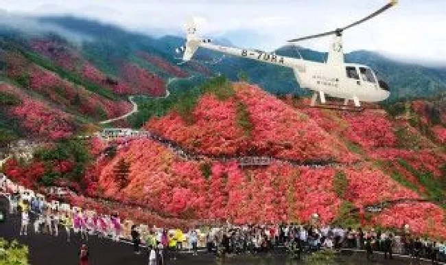 云雾山杜鹃花开放时间 今年云雾山杜鹃花开放时间
