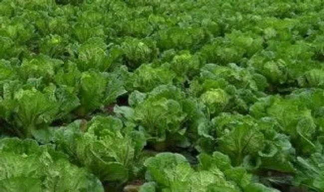 兔子可以吃新鲜白菜吗（兔子可以吃新鲜白菜吗怎么吃）