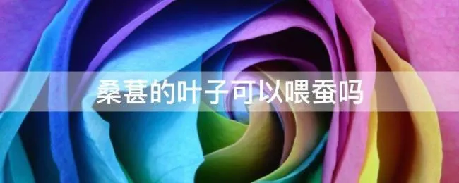桑葚的叶子可以喂蚕吗（桑葚的叶子可以养蚕吗）