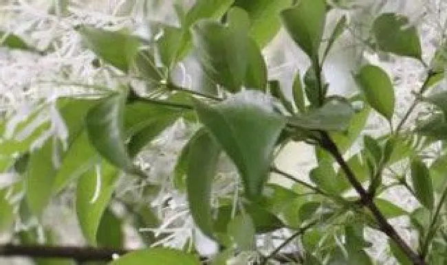 流苏树的养殖方法 流苏树的养殖方法视频