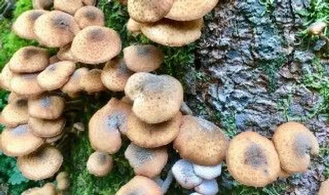菌种怎么种植 室内种菌菇怎么种植方法