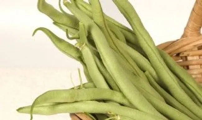 北方什么季节种豆角 北方什么季节种豆角最合适