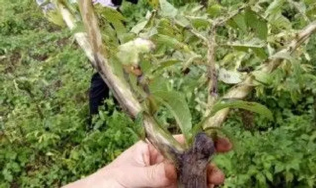 北方能种植魔芋吗 北方能种植魔芋吗现在