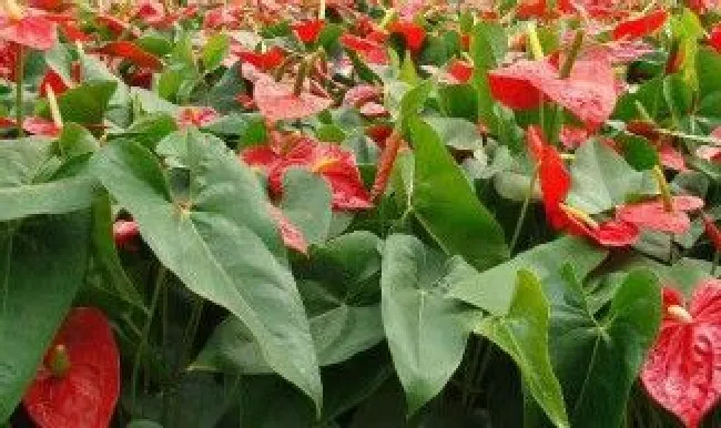 适合室内养的草本植物 适合室内养的草本花卉