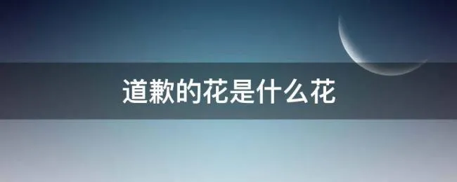 道歉的花是什么花 表示道歉的花是什么花