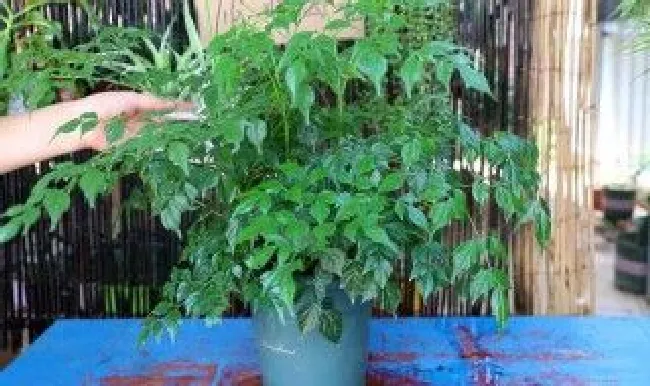 菜豆树怎么养（菜豆树的养殖方法）