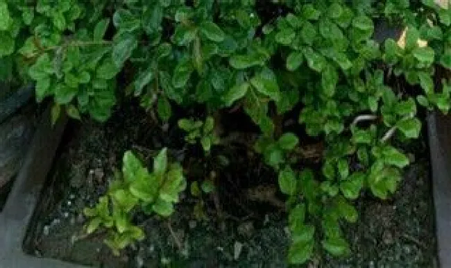 雀梅适合深盆还是浅盆（雀梅浇水的正确方法）