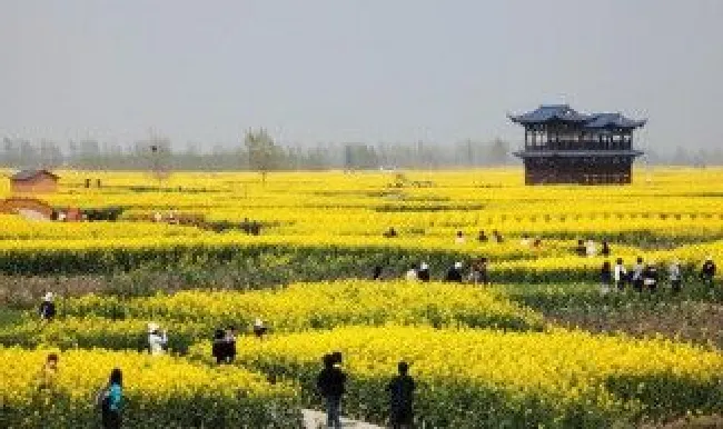 兴化油菜花观赏时间（兴化油菜花开放时间）