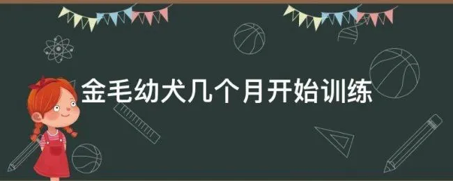 金毛幼犬几个月开始训练（金毛犬多大开始训练怎么训）