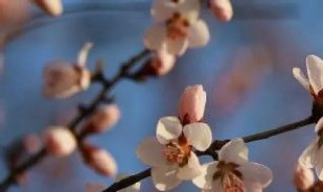 什么花抗寒（冬季里最耐寒的15种花卉）