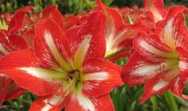 朱顶红的花有什么作用 朱顶红的花有什么作用和功效