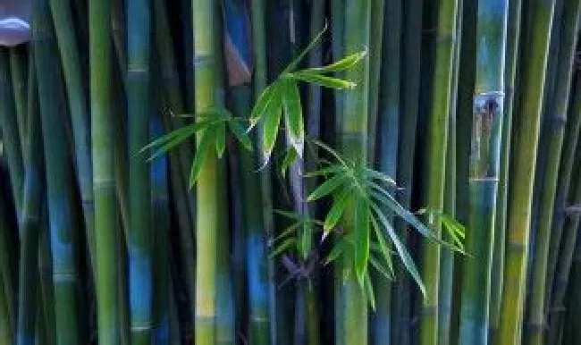 怎么用竹子做弩 怎么用竹子做弩教程