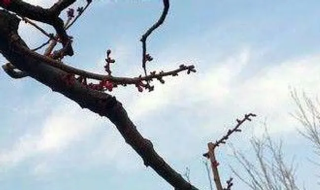 梅花的修剪方法 梅花的修剪方法视频