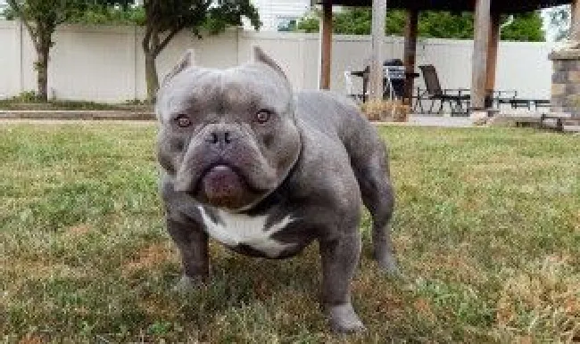 恶霸犬为啥养的都后悔 恶霸犬有哪些缺点