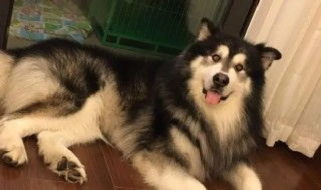 阿拉斯加不爱吃狗粮怎么解决（阿拉斯加不怎么吃狗粮别的什么都正常）