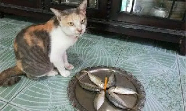 怎么做猫喜欢吃的鱼 怎么做猫喜欢吃的鱼肉