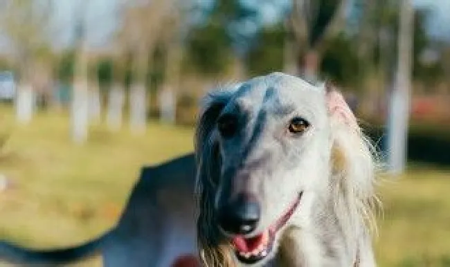 细犬喂养方法 细犬幼崽怎么喂