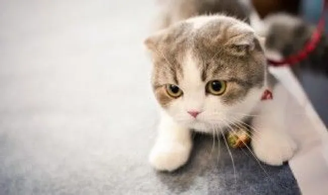 猫咪除了会吃猫粮还会吃什么 不喂猫咪猫粮还能吃什么