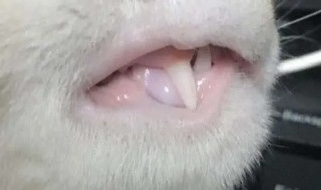 猫咪牙齿外露怎么处理 猫咪牙齿外露处理方法