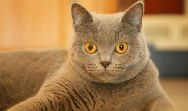 猫薄荷对猫起了什么作用（猫薄荷对猫起了什么作用呢）