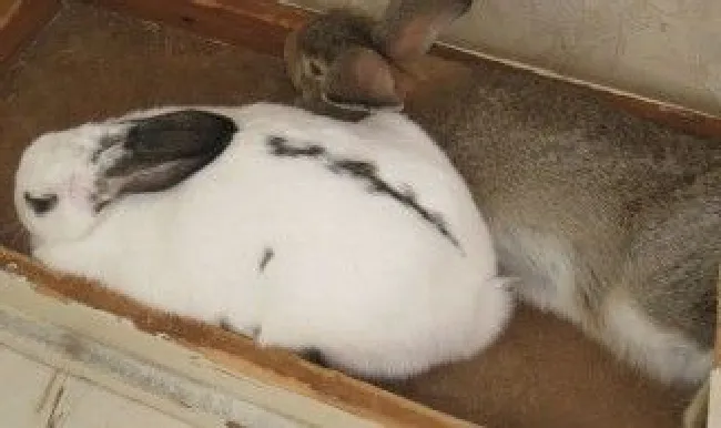 熊猫兔怎么养最好 怎么养熊猫兔最好