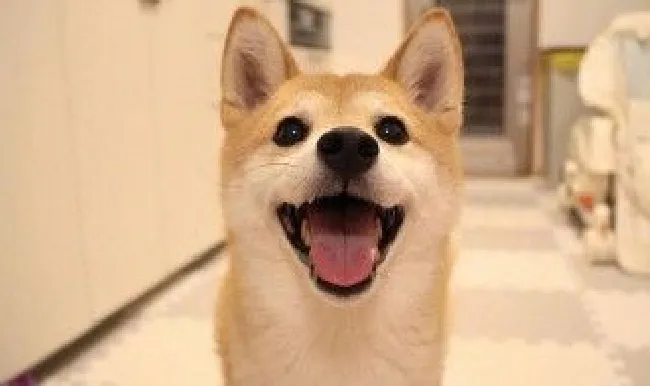 养柴犬的十大技巧 养柴犬最大的忌讳