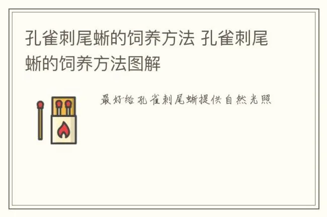 孔雀刺尾蜥的饲养方法 孔雀刺尾蜥的饲养方法图解