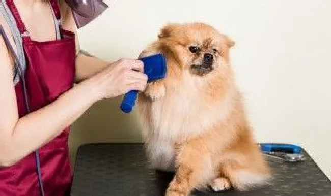博美犬补钙的方法 博美犬吃什么能补钙