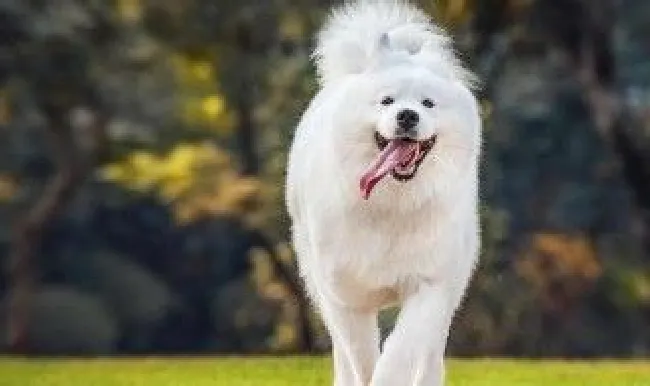 银狐犬掉毛的正确处理方法（银狐掉毛严重怎么办）
