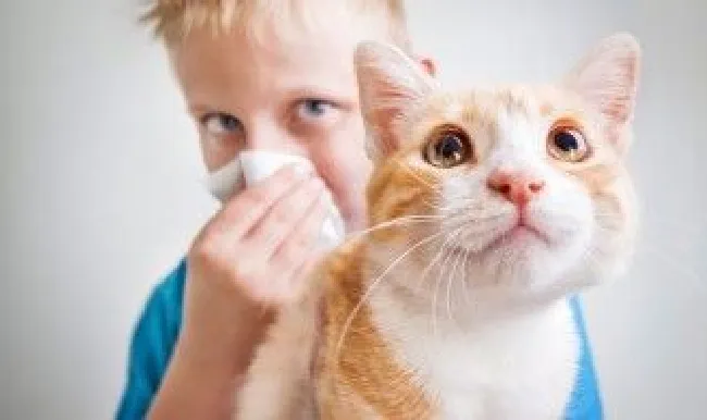 猫咪家庭清洗方法 猫咪怎么洗才干净