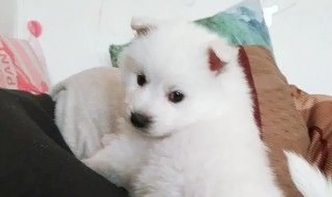 训练银狐犬的方法技巧 训练银狐犬的方法技巧图片