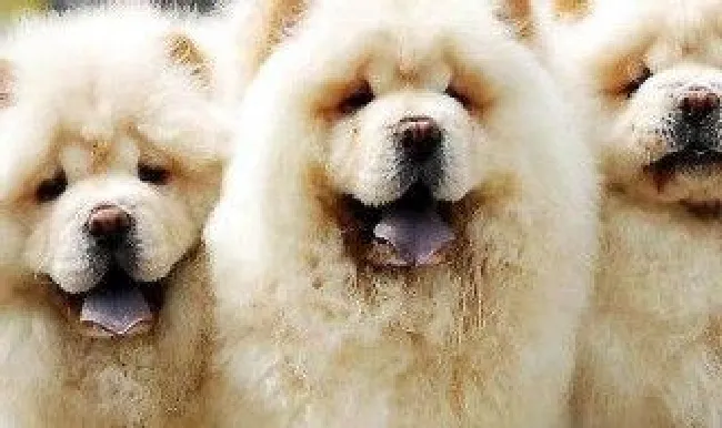 养松狮的方法 怎么松狮