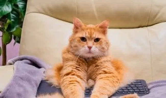 猫咪怎么养胖 这三个方法很适合新手