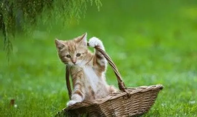 不到一个月的猫怎么养（一个半月的宠物猫怎么养）