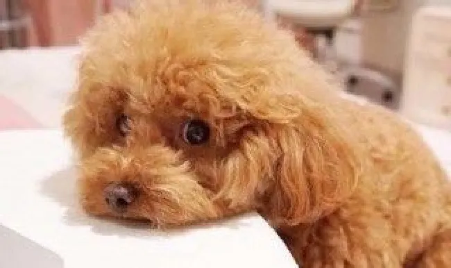 泰迪真正认主人的表现 宠物饲养小知识