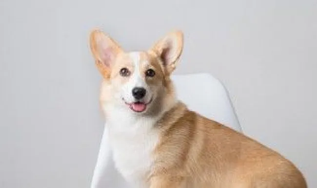 狗狗疫苗怎么保存（狗狗疫苗怎么保存携带）