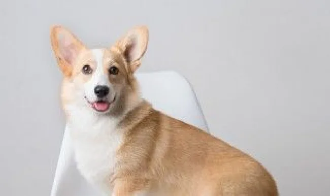 训犬正确方法 如何训犬