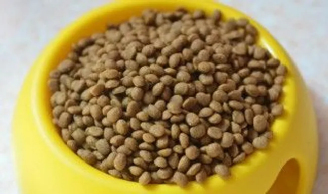 狗粮需要泡水吃么? 狗粮泡水给狗吃好吗