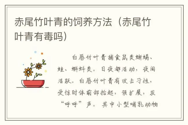 赤尾竹叶青的饲养方法（赤尾竹叶青有毒吗）