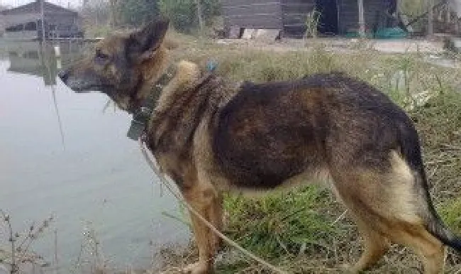 昆明犬草黄纯种特征 昆明犬草黄怎么看纯不纯