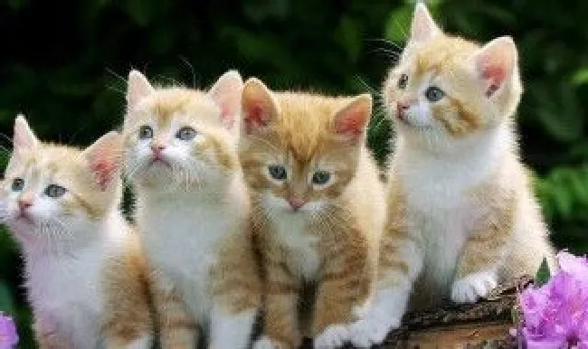 猫的眼睛为什么会变大变小 是怎么回事